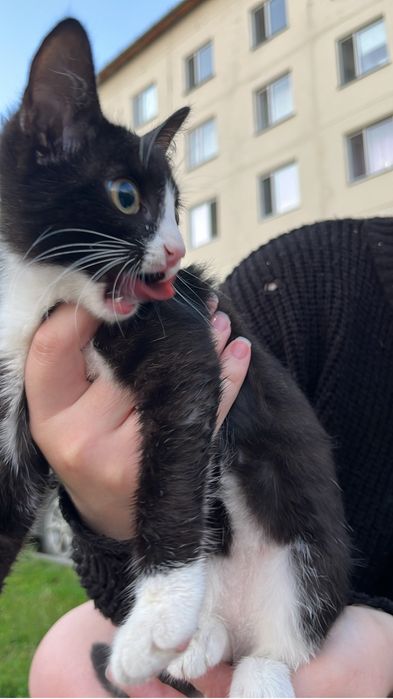 Отдам котенка бесплатно