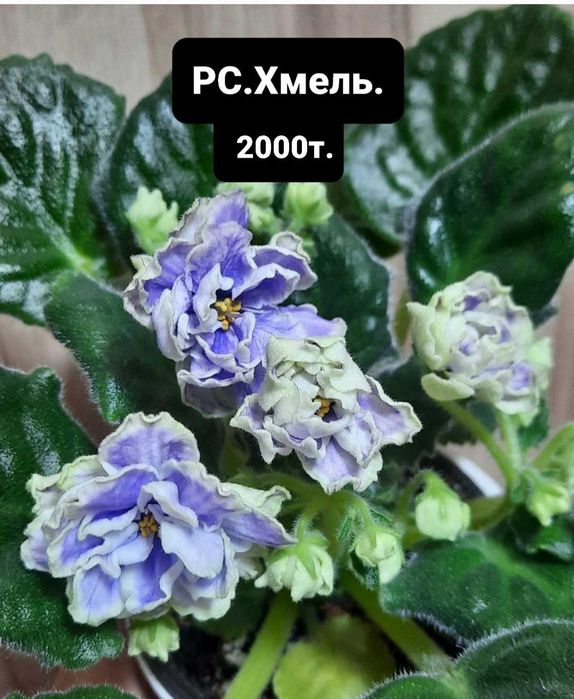 Фиалки сортовые цветущие