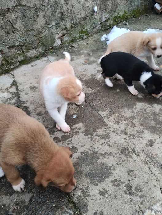 Подарявам кученца