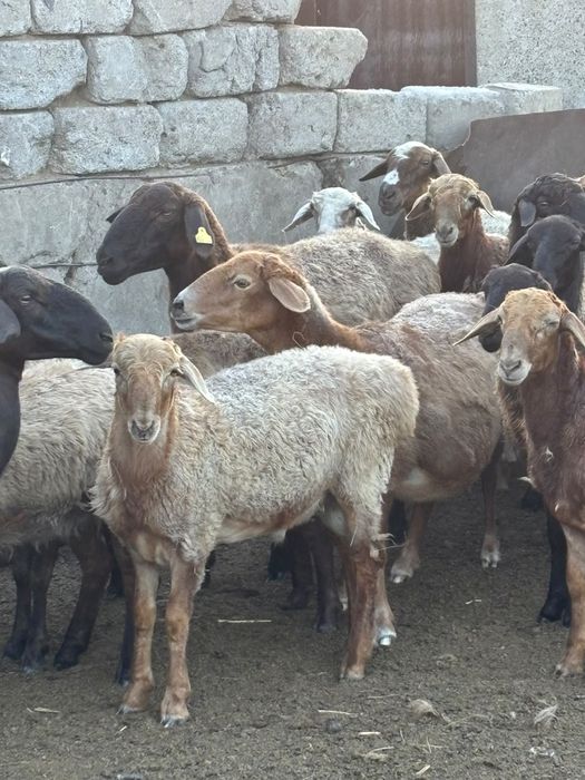 Продам баранину , тушками . Живьем