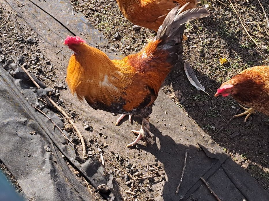 Молодые петухи для разведения