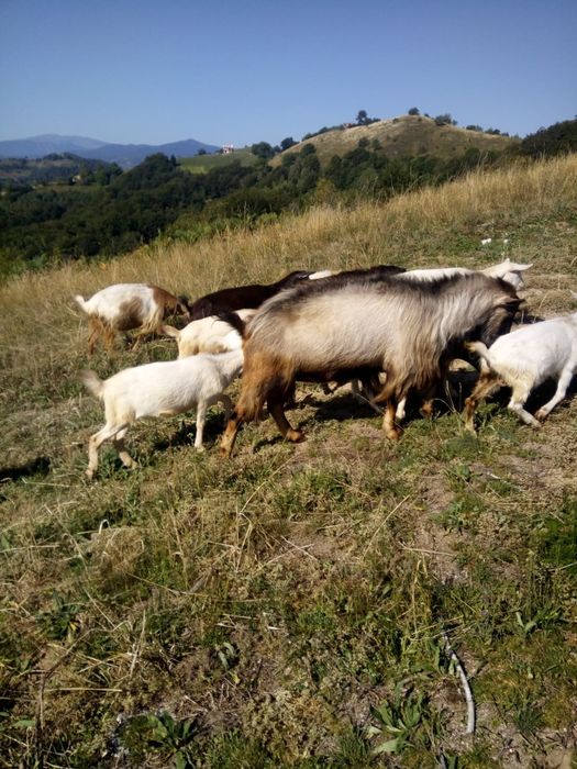 Vând capre și un țap