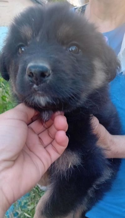 Puiuți pentru adopție