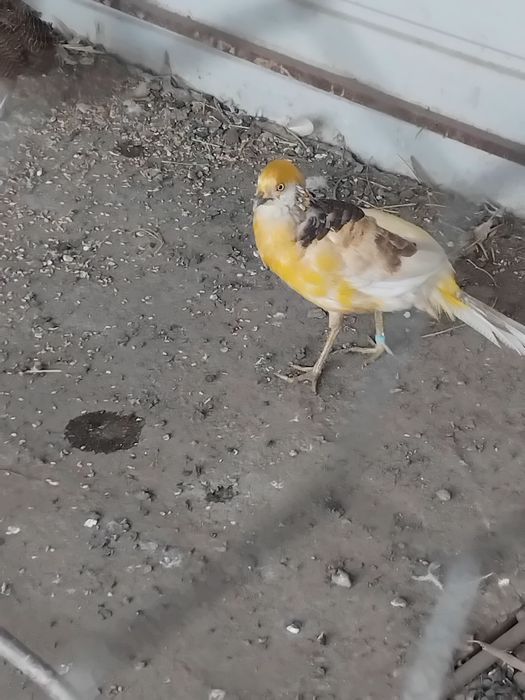 Fazani disponibili