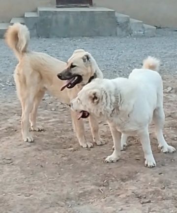 Еркек кушык 7 айлык