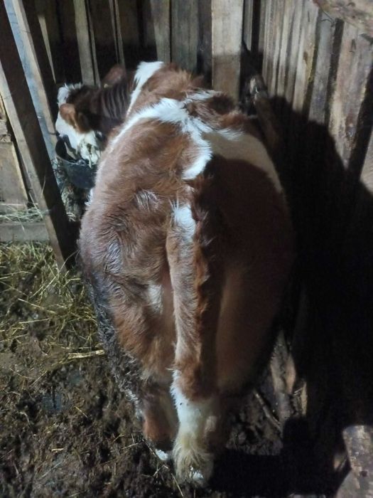 Vițea Bălțată românească, 5 luni, înțărcată