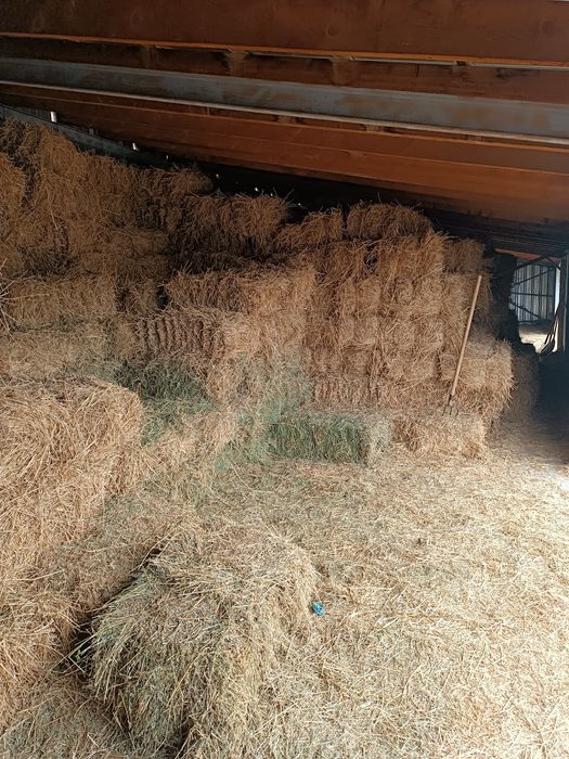 Сено клевер жоңышқа