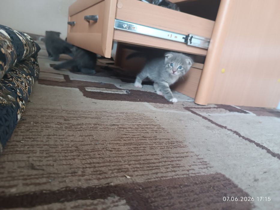 Котята скотиш фолд