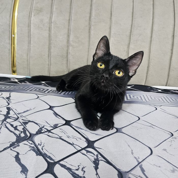 Отдам котят в добрые руки подростки