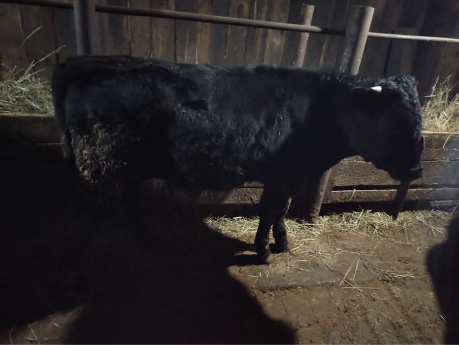 Бука сатам продам быка