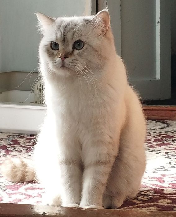 Vyazkaga  Ayol mushuklarni taklif qilamiz. 400 ming som