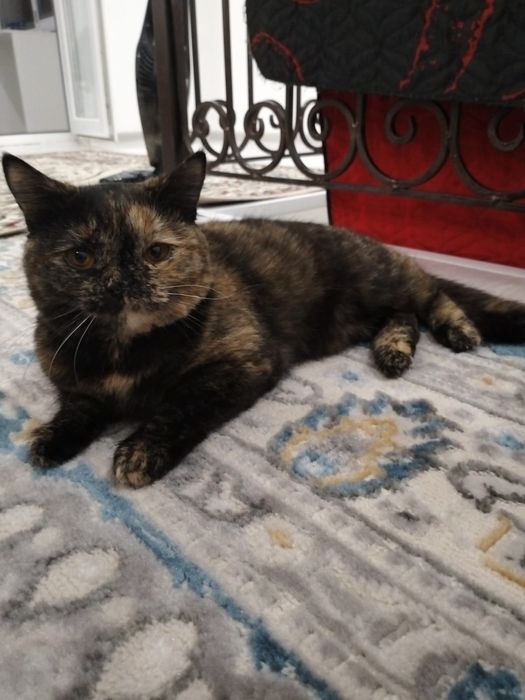 Кошечку в добрую семью