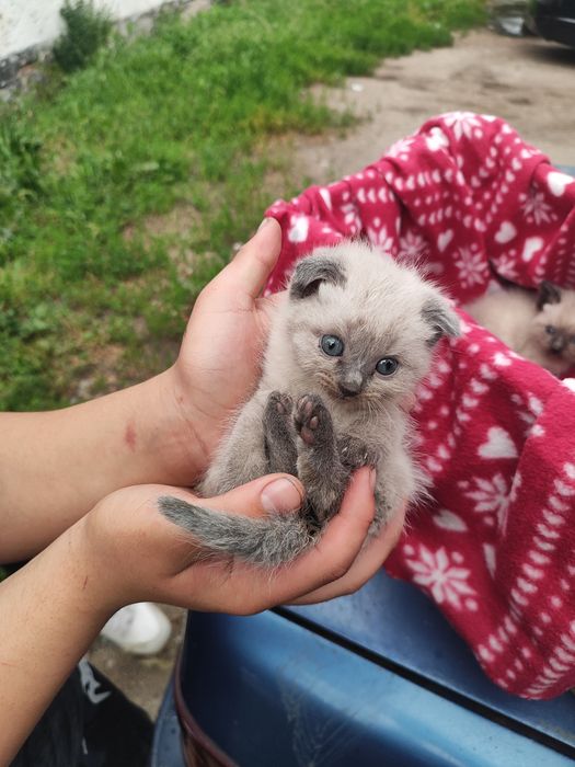Котёнок маленький