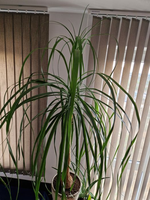 Продавам голяма палма Нолина