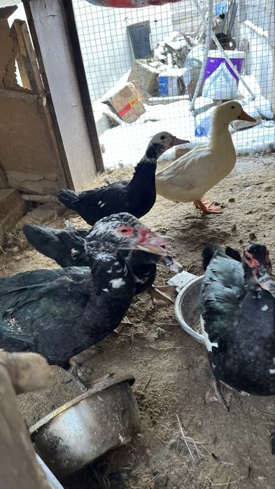 Индаутка 5000 уйректер семыз