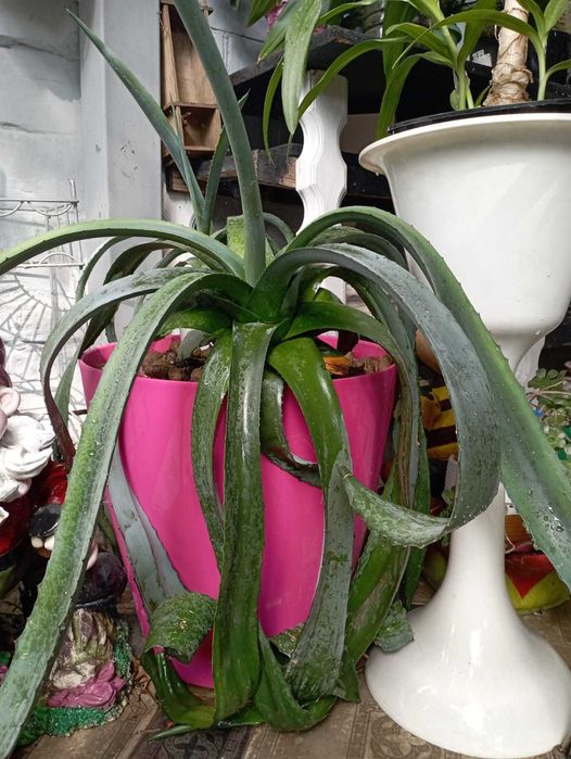 Продам цветок Агава