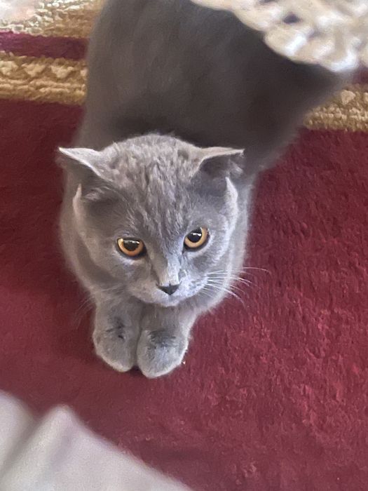 Dogistonda avar jinsiy aloqa videolar