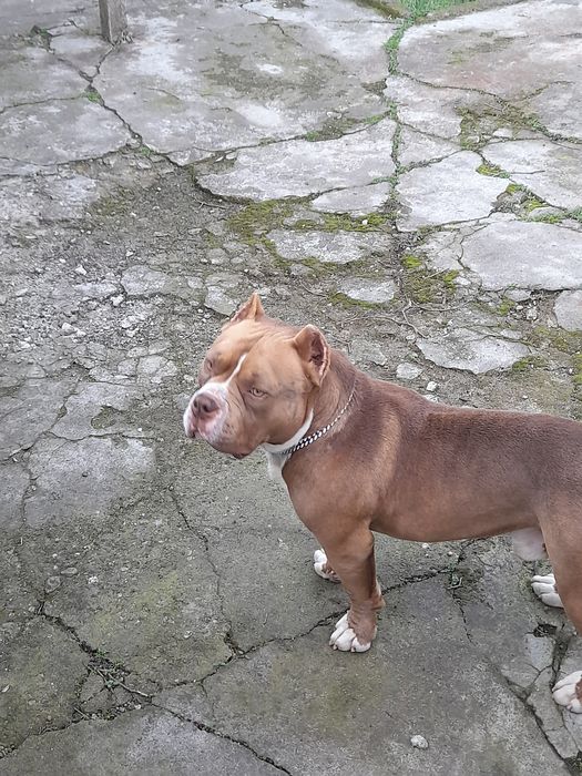 Американско були покет