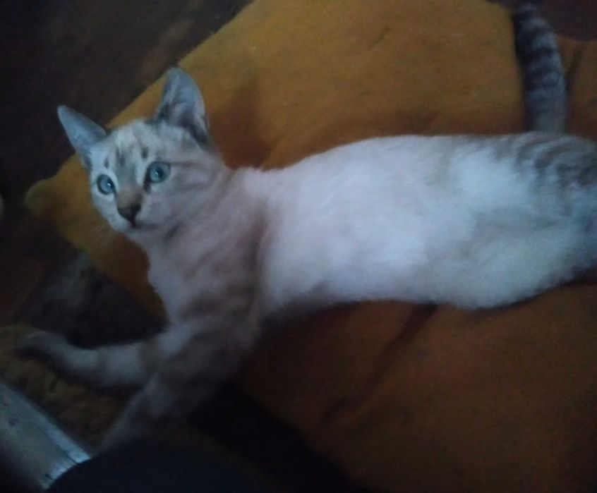 Отдам котенка ,девочку.
