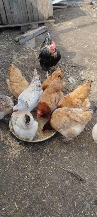 Продам курей и петухов