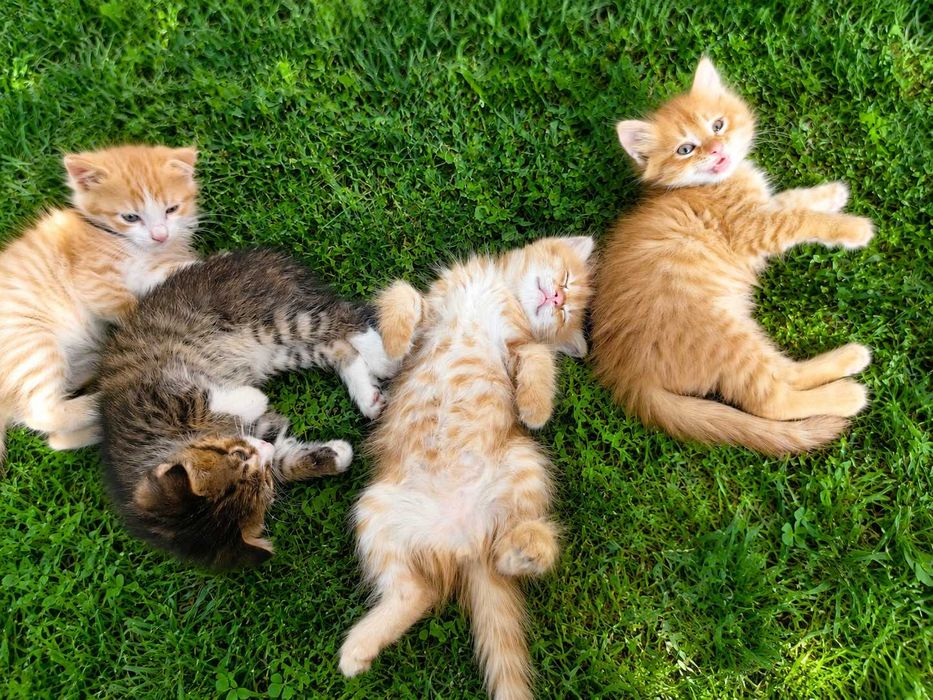 Котята 1.5 Месяца. 3 мальчика 1 девочка