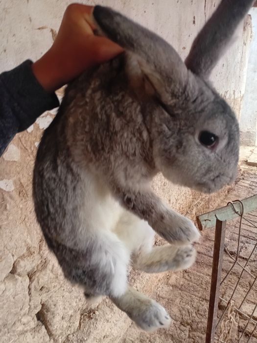 Quyon sotiladi toza sames