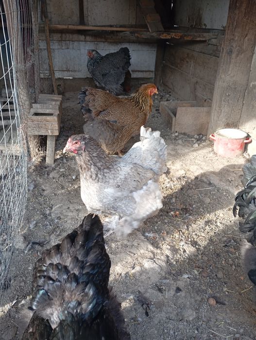 Vând ouă de găini de rasă