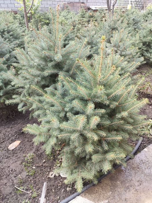 Голубая ель крымская