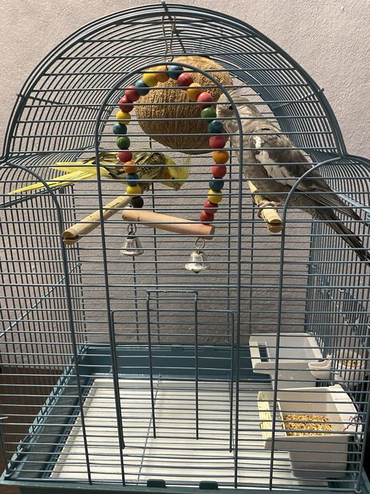 Попугай корелла