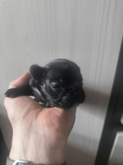 Щенки французики