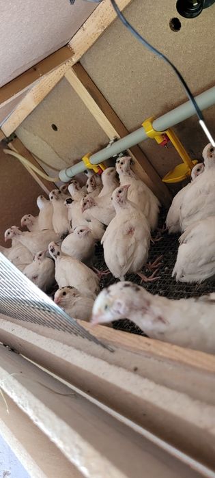 Бөдене техас сатылады