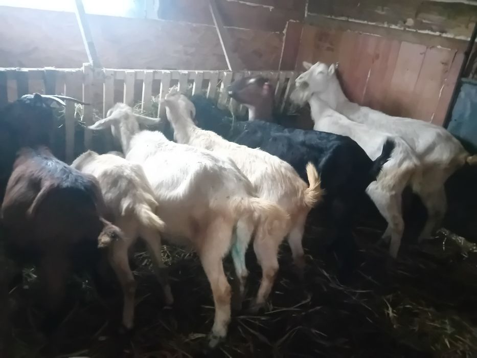 Capre sannen gestante