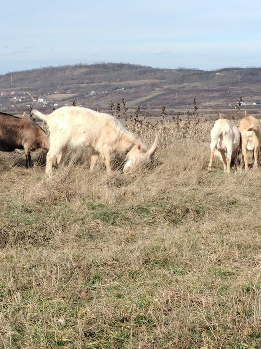 Vând tap Saanen de un an!