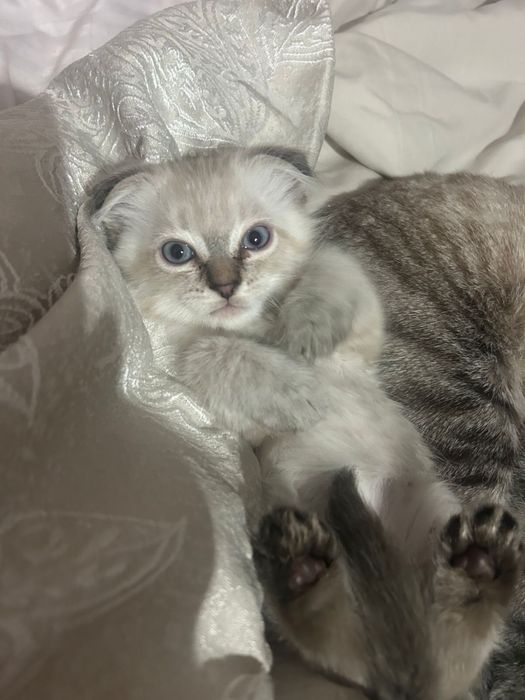 Веслоухие котята