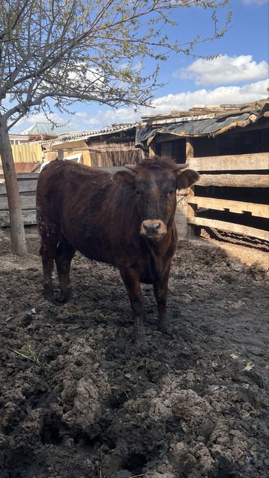 Сиыр сатылады бұзаулы