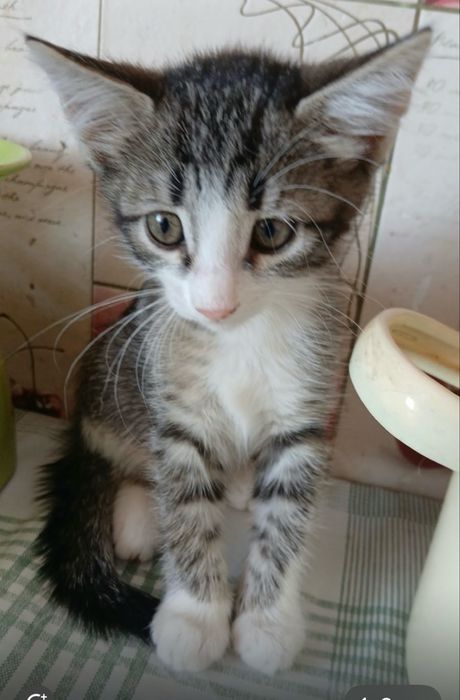 Котенок в добрые руки