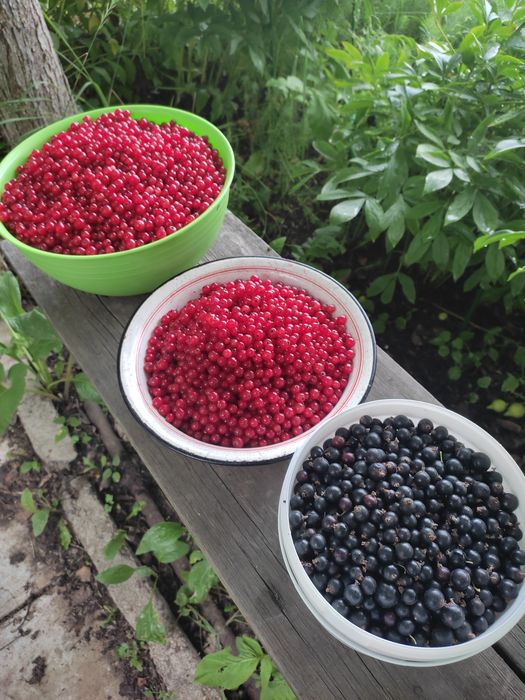 Продаю дачу в Михайловке, 12 соток