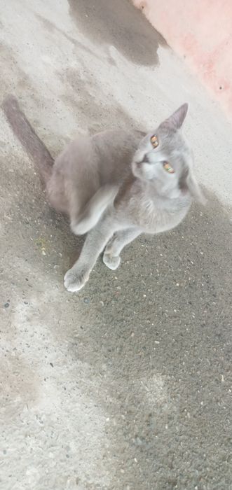 Bu mushuk zoti mashxur