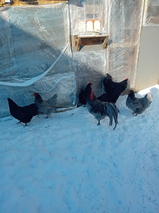 Pui si ouă  pentru  incubat Australorp