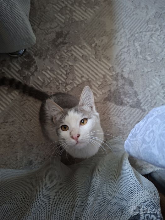 Отдаем  котенка  в добрые  руки