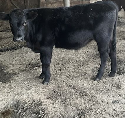 Продам бычка.