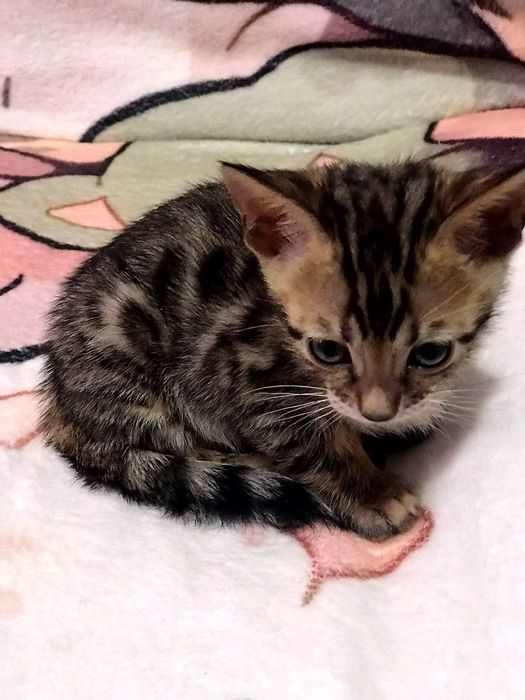 Бенгальские котята