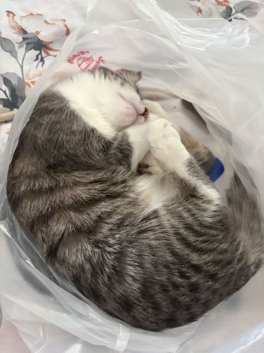 Кошка, домашняя,