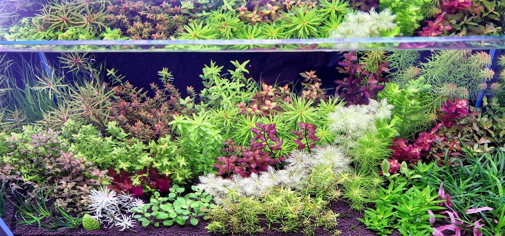 Plante de acvariu frumoase și sănătoase.