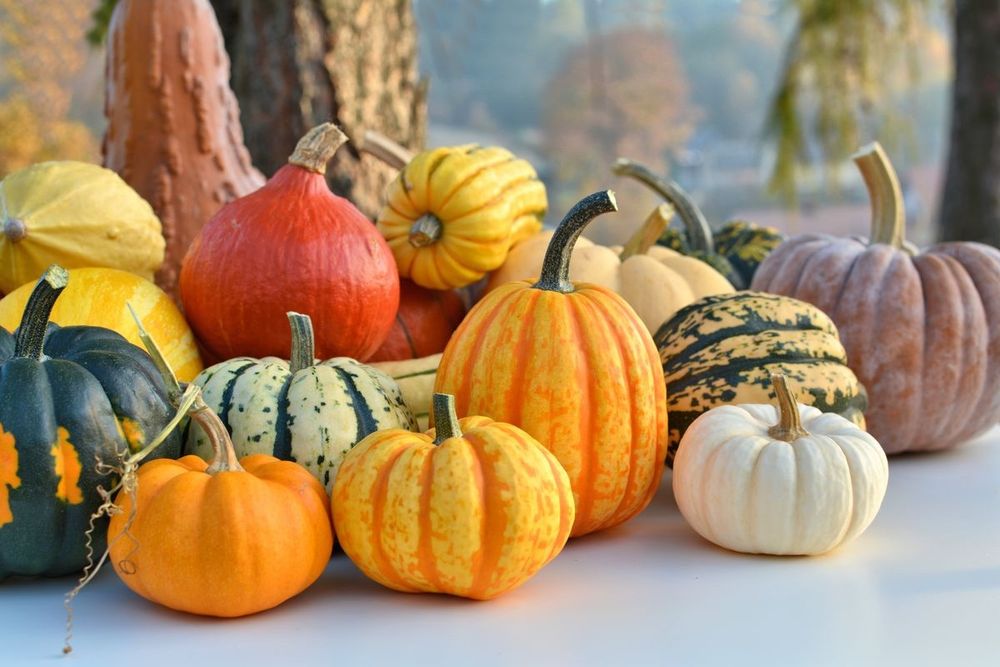 +180 'Seminte Dovleci Placintari soiuri Italia