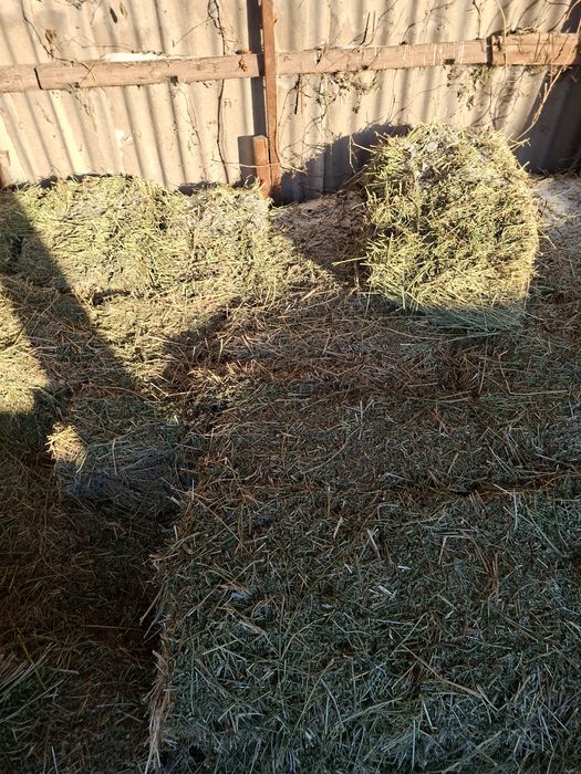 Продам люцерну в  тюках 350 тюков