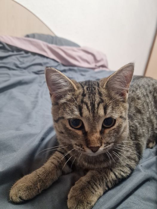 Кошечка ищет дом