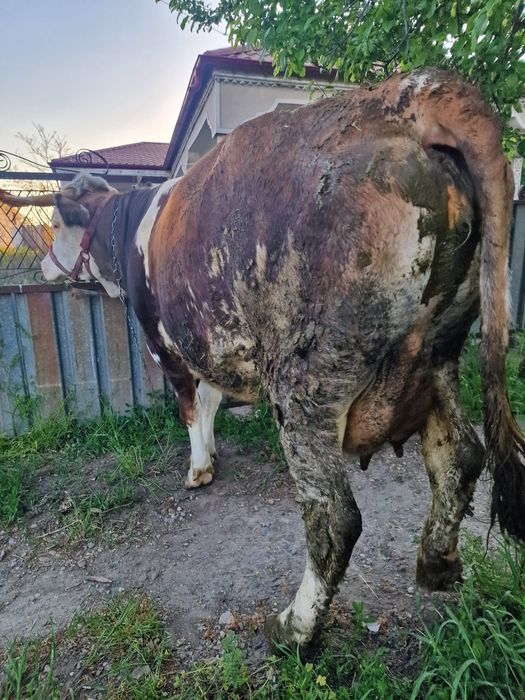 Vând juncă la prima fătare!