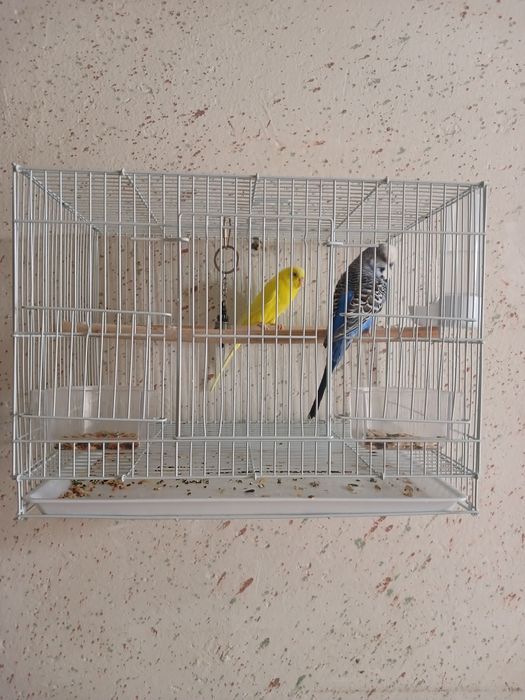 Папугайчики волнистые с клеткой