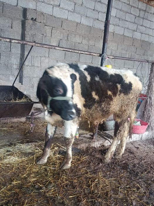 Буқа сатылады аа